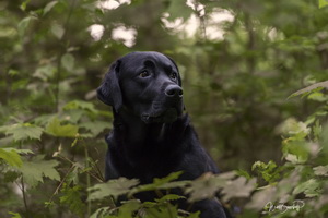 Hondenfotograaf zuid-limburg: WiBi Fotografie