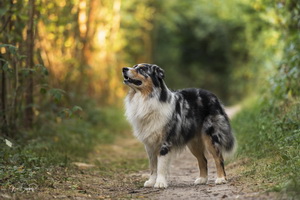 Hondenfotograaf zuid-limburg: WiBi Fotografie